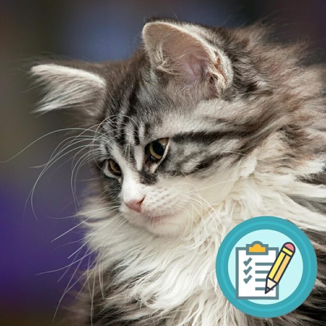 1.2.6-KITTENspullen-info-training-2 Kittenspullen info training