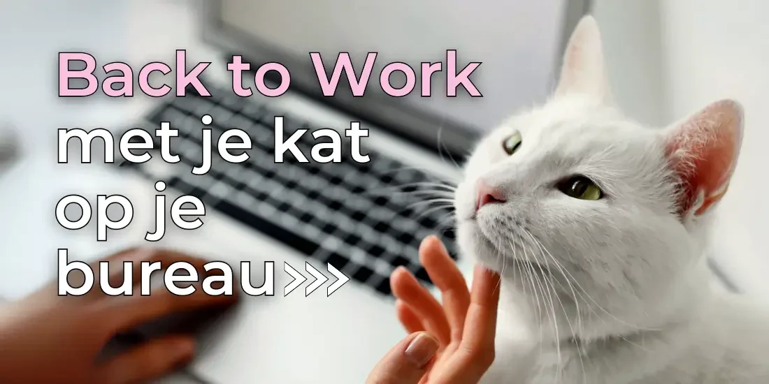 Tips en tricks om thuis te werken met een kat op je bureau - je vindt ze hier
