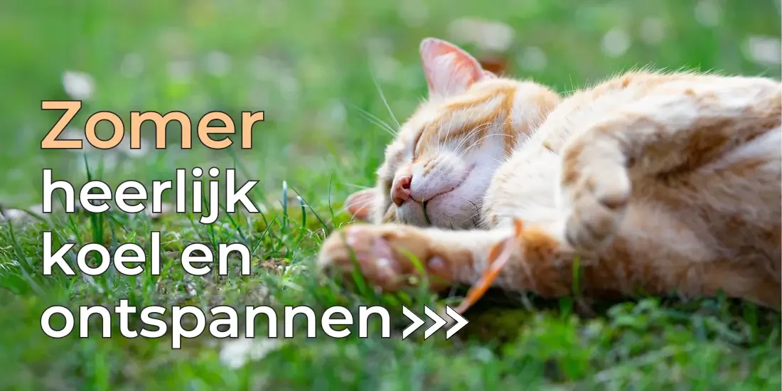 Zomer met je kat 