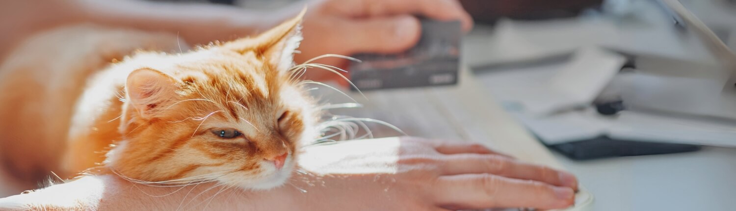 Veilig bestellen en betalen onder toezicht van je kat natuurlijk