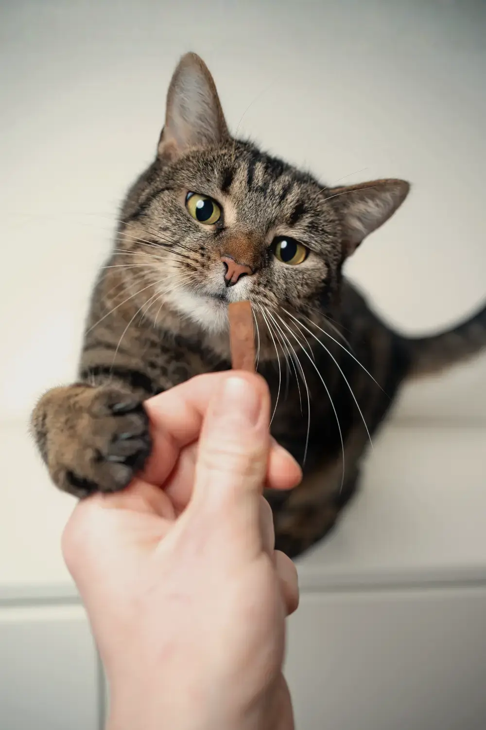 Belonen van je kat is de manier om te trainen