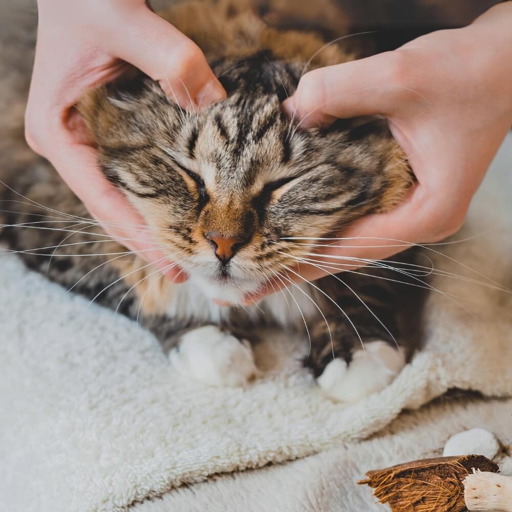 Kijken met je vingers en zachtjes masseren doet je kat goed