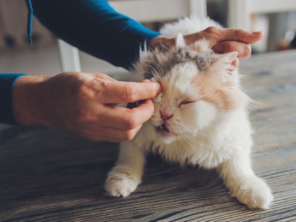 De ogen van je kat verzorgen