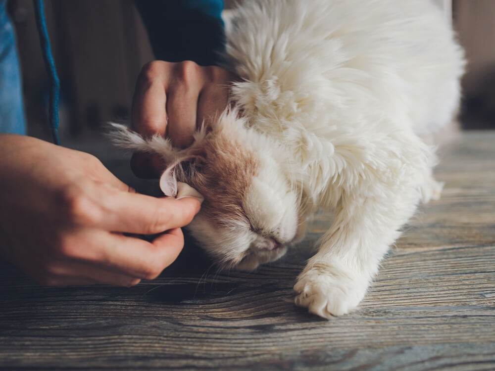 De oren van je kat verzorgen