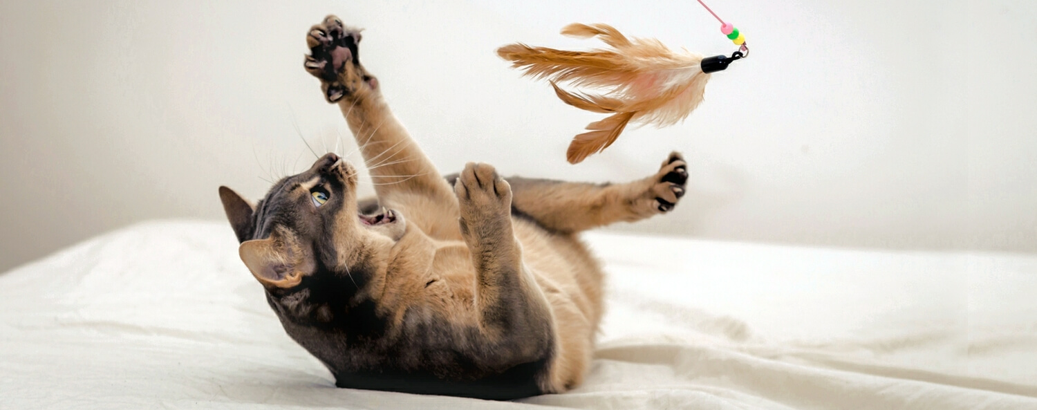 Hoe speel je met een kattenhengel