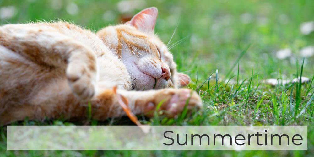 Heerlijk genieten van de zomer met je kat