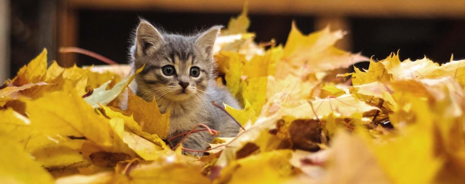 Zijn herfst kittens kwakkelkatjes