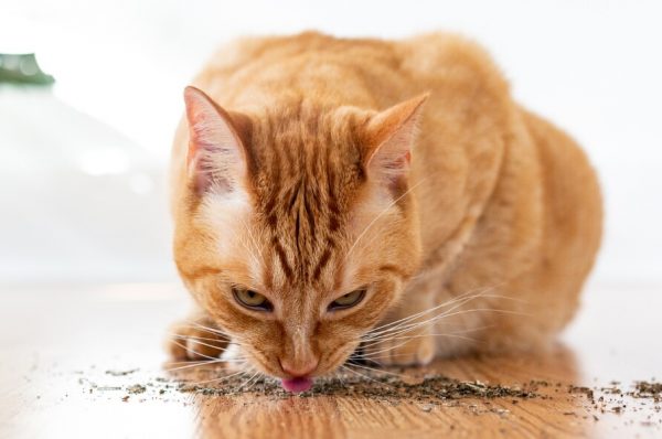 Wat doet kattenkruid met je kat