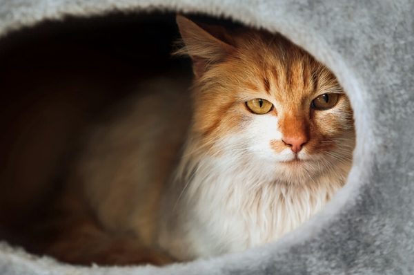 Waarom een verstopholletje belangrijk is voor je kat