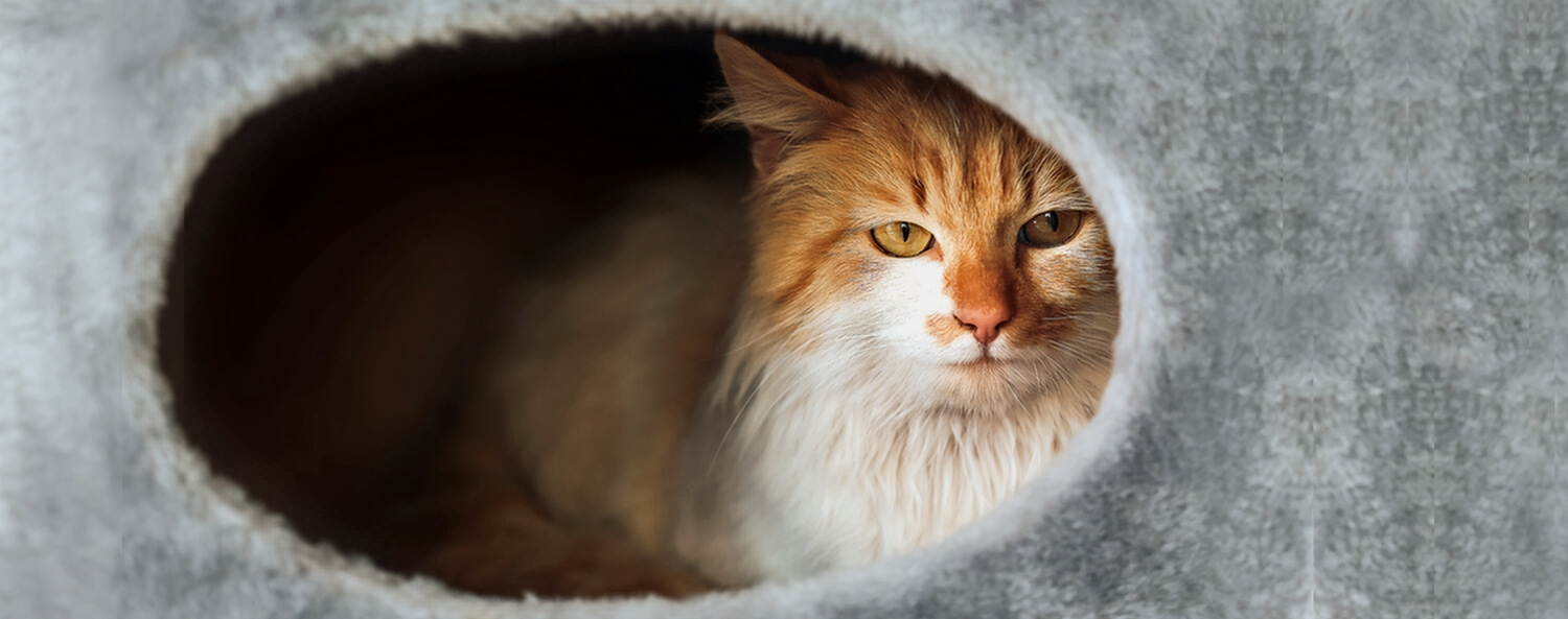 Waarom een verstopholletje belangrijk is voor je kat