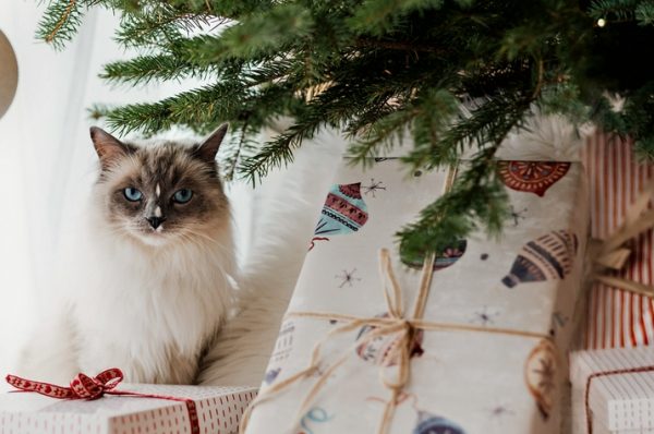 de kerstcadeaus voor catlovers