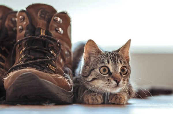 Schoencadeautjes voor je kat