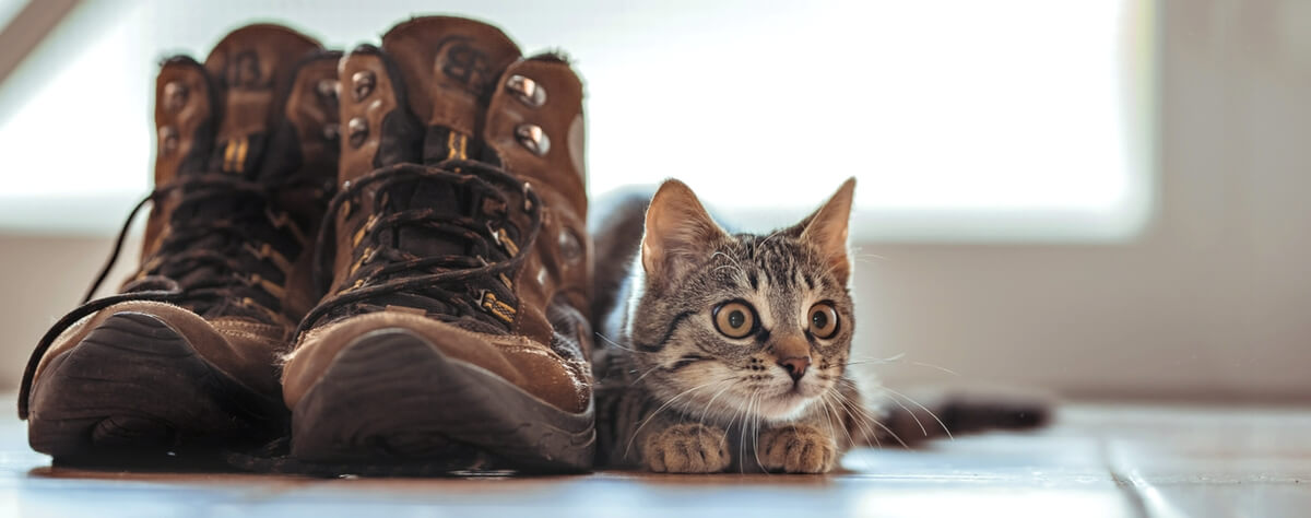 Schoencadeautjes voor je kat