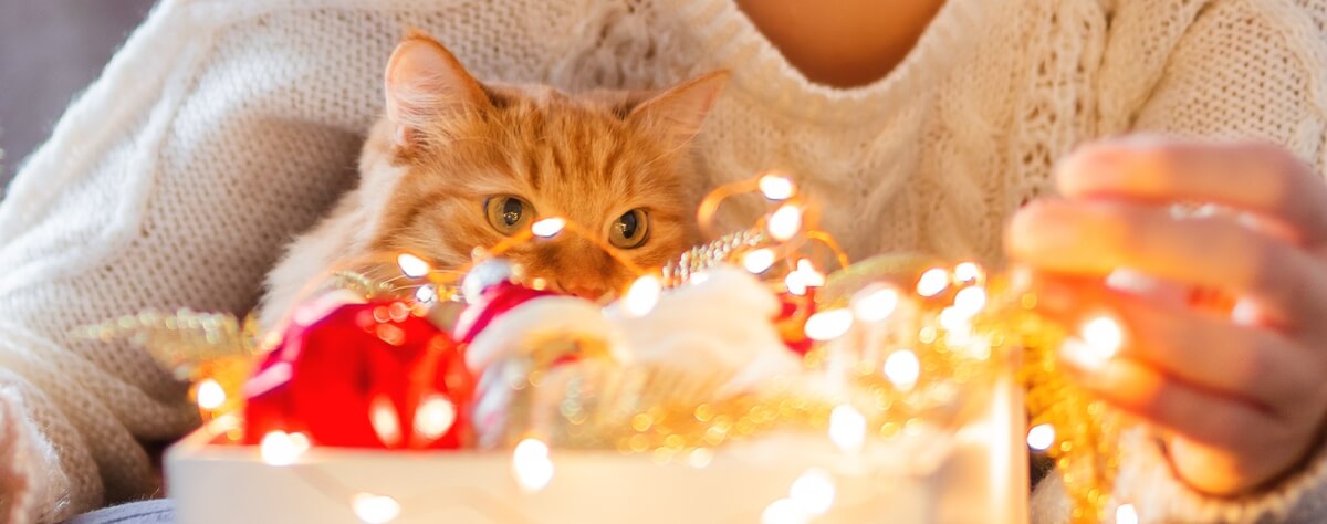 Betrek je kat bij de feestdagen
