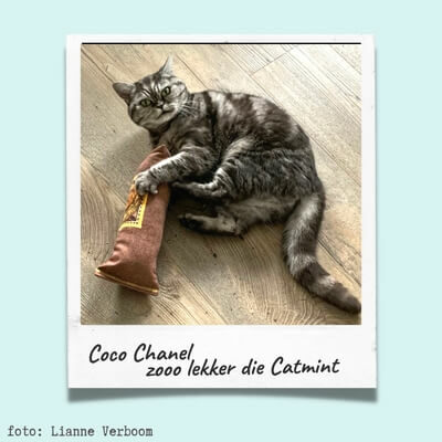 Coco klant van Cats & Things met een Autumn Tweaser kattenspeeltje