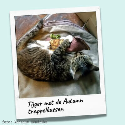 Tijger klant van Cats & Things met een Autumn Tweaser kattenspeeltje