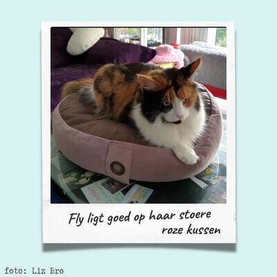 Fly klant van Cats & Things op een rond Velvet Balletjeskussen