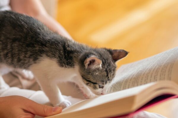 Voorlezen aan katten helpt bij het socialiseren