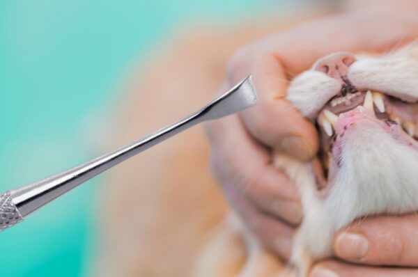 tandsteen schrapers gebruiken voor je kat