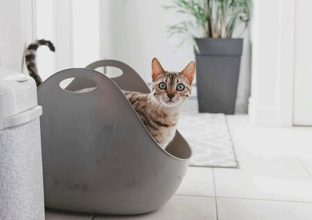 BLOG Design kattenbak Litterbox by Litter Locker