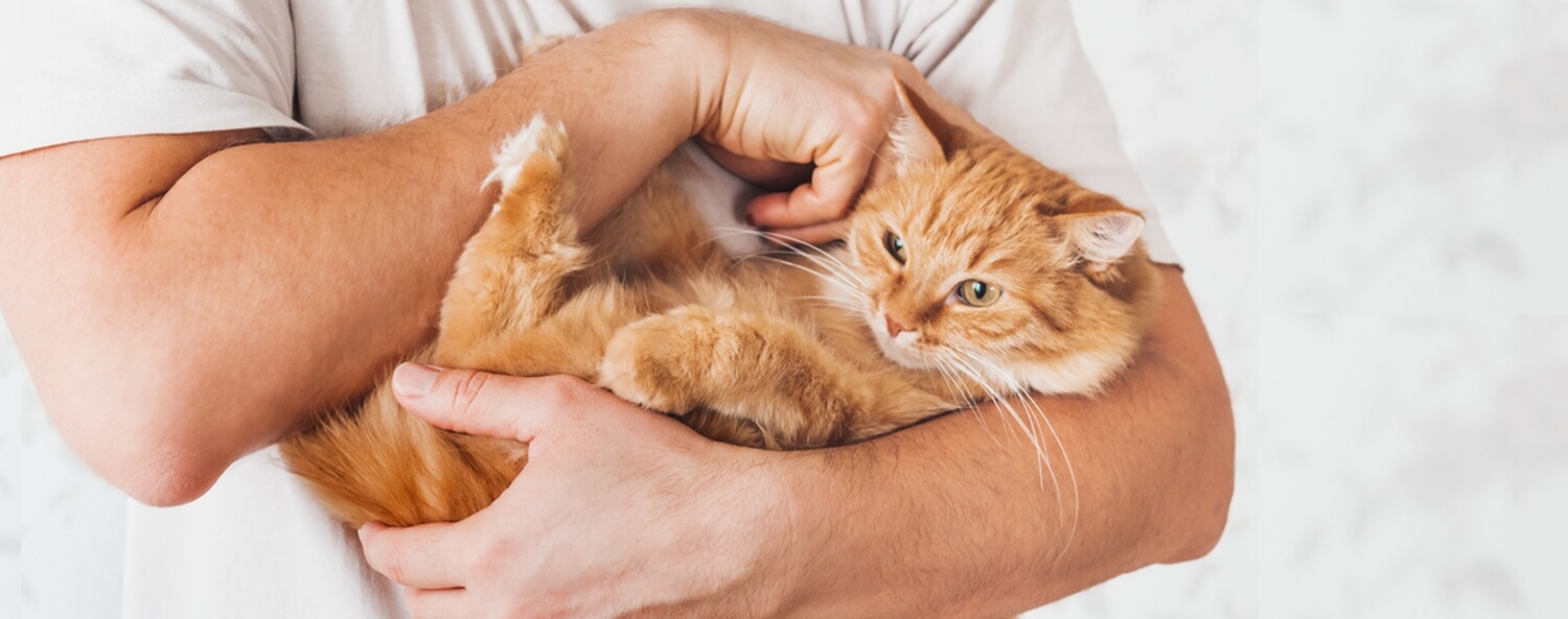 Een jong volwassen kat in de armen van zijn kattenouder