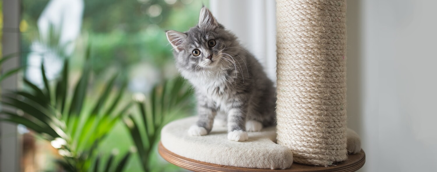 complete checklist voor je kittenbenodigdheden