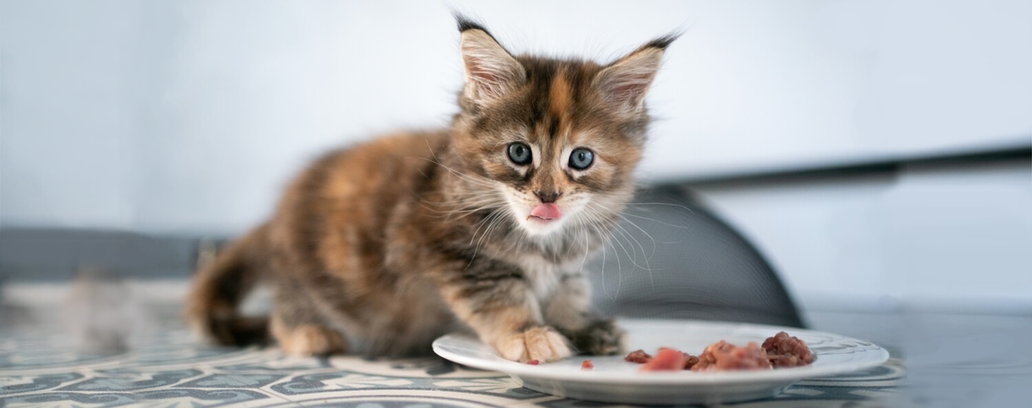 Een kitten kost meer dan eten en drinken