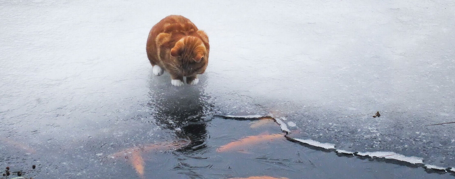 Wintertips voor je kat die de gevaren van ijs niet kent