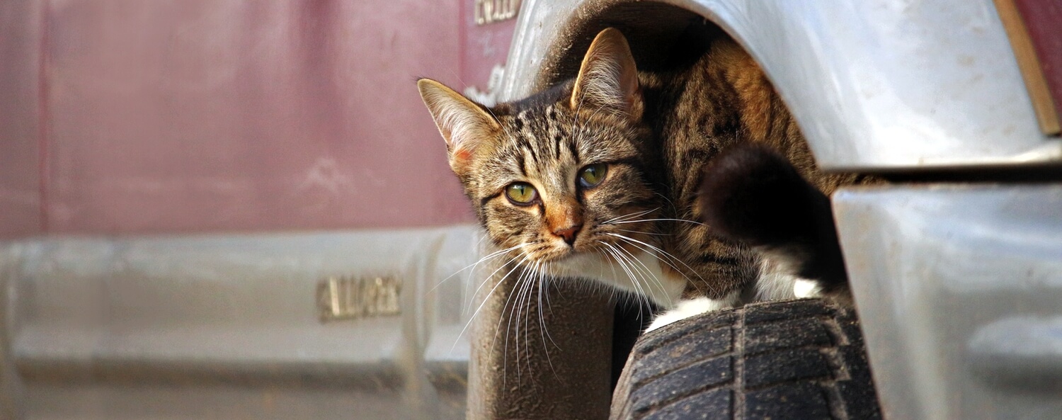 wintertips voor je kat, pas op voor katten die in de wielkast van je auto schuilen