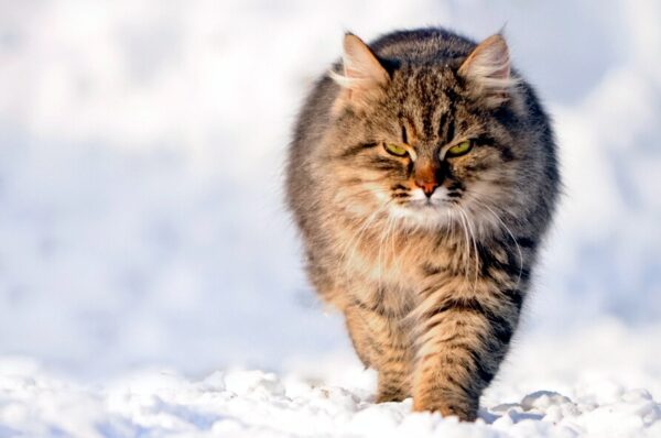 Wintertips voor je kat als het toch gaat sneeuwen