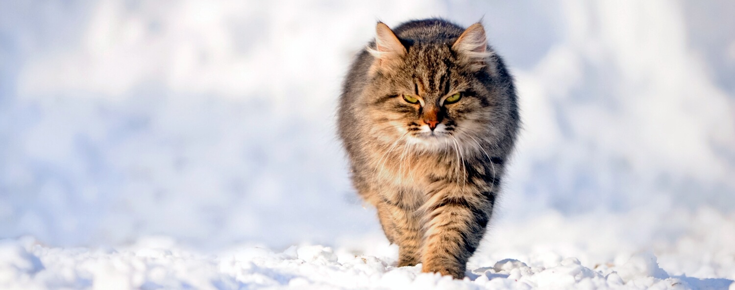 Wintertips voor je kat als het toch gaat sneeuwen