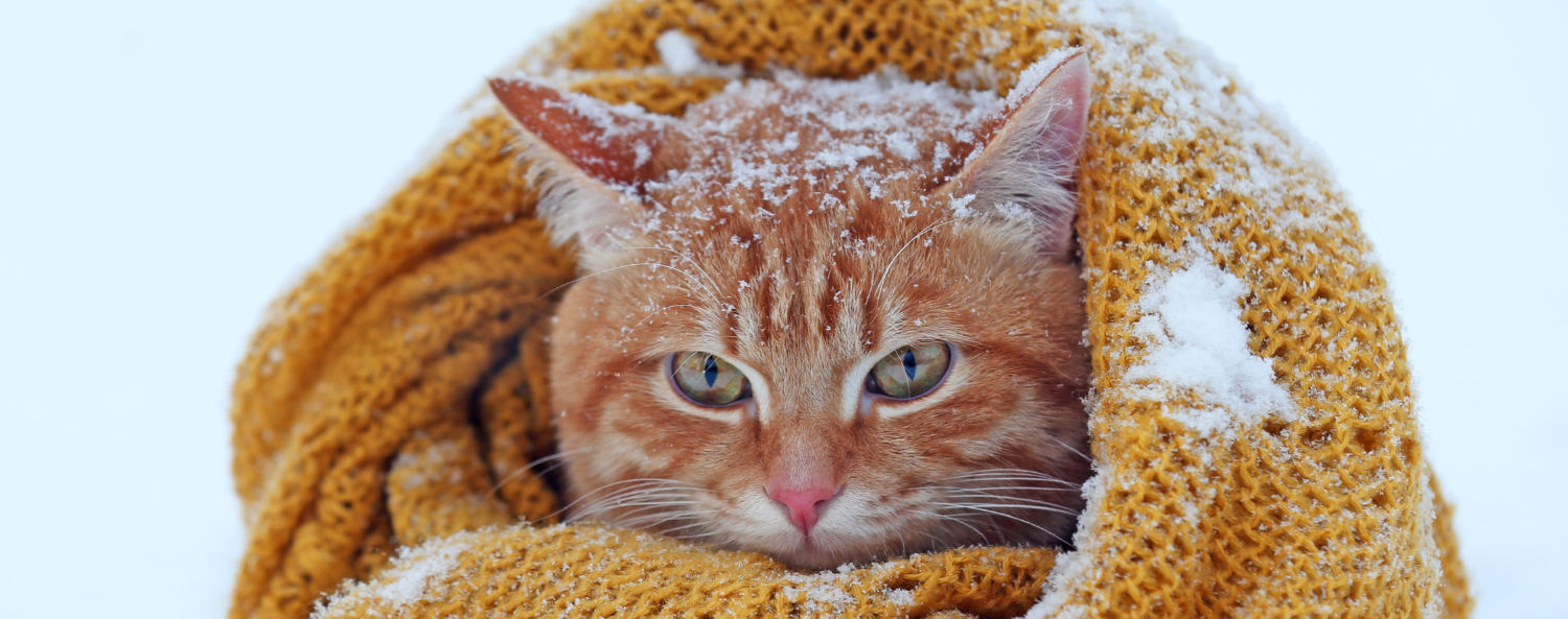 BLOG Wintervacht verzorging van je kat liever warm