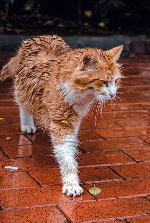 BLOG Wintervacht verzorging van je kat regenbestendig