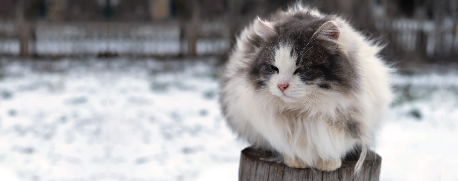 Hoe je het beste de wintervacht van je kat kan verzorgen