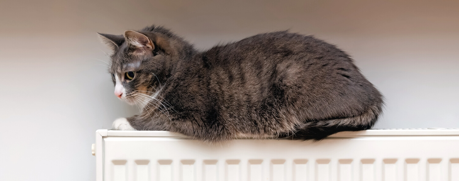 BLOG Wintervacht verzorging van je kat vachtkwaliteit