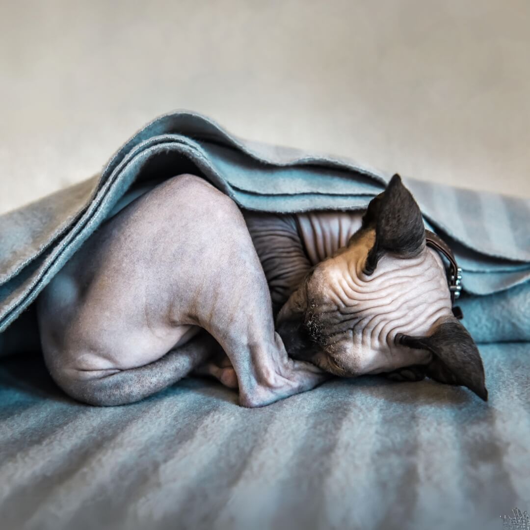 INSTA Wintermandjes voor je kat deken