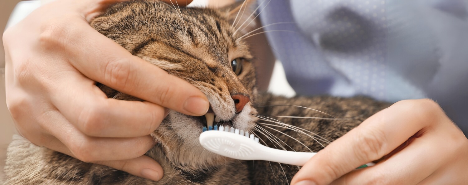 Tandenpoetsen bij je kat hoe doe je dat en waarom