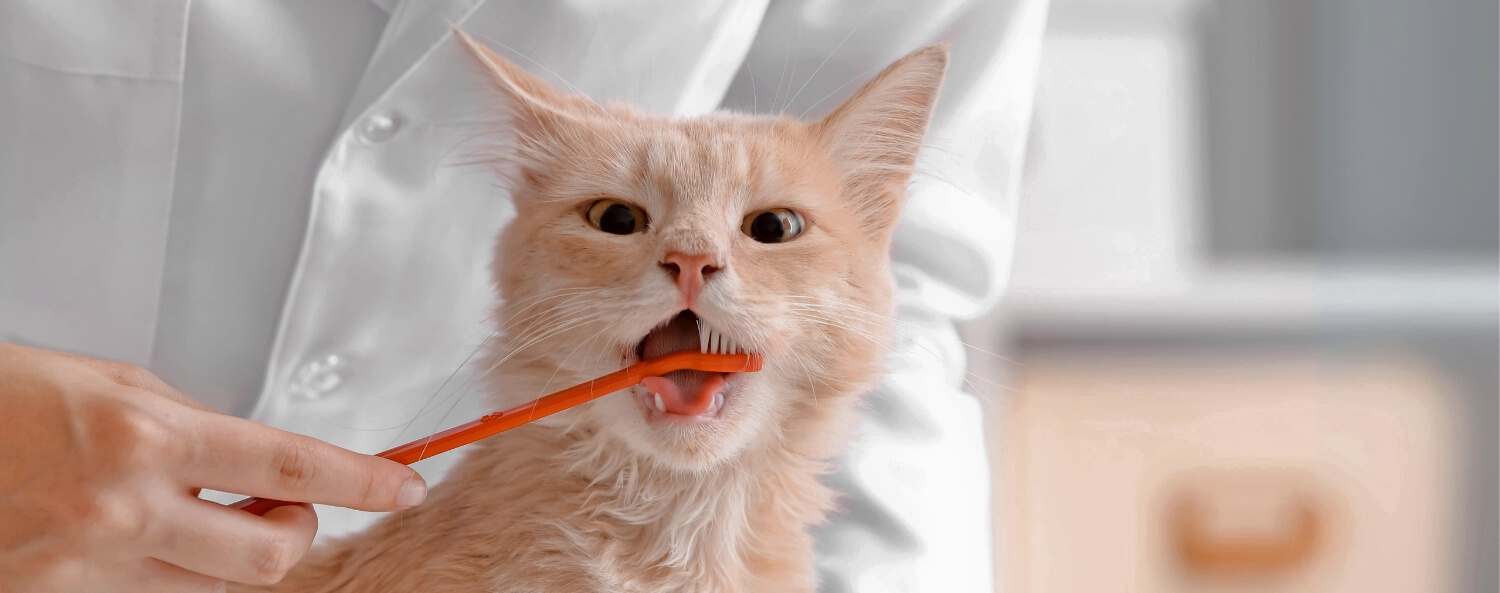 Stappenplan om tandenpoetsen bij je kat aan te pakken