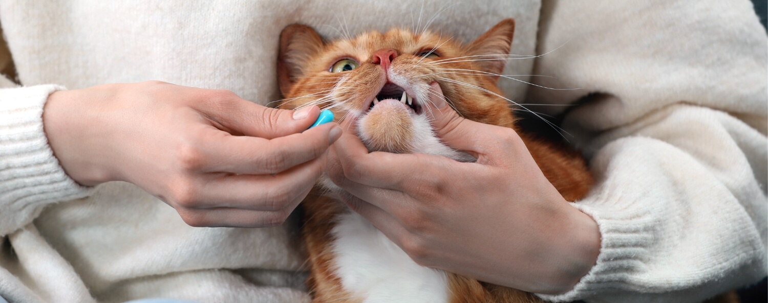 BLOG kat pillen geven