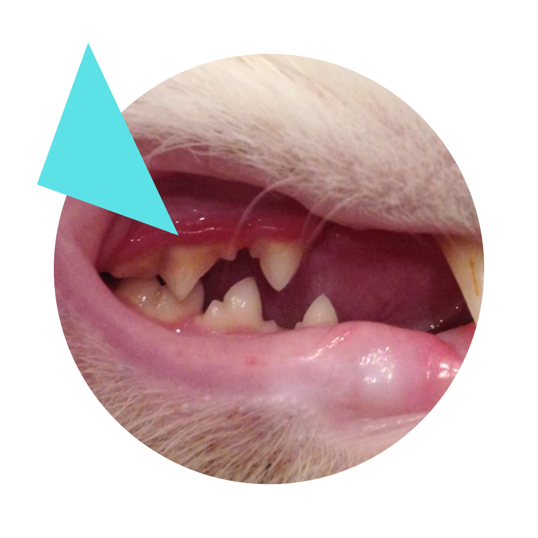 Gebitscontrole bij je kat het tandvlees mag geen rode randjes hebben