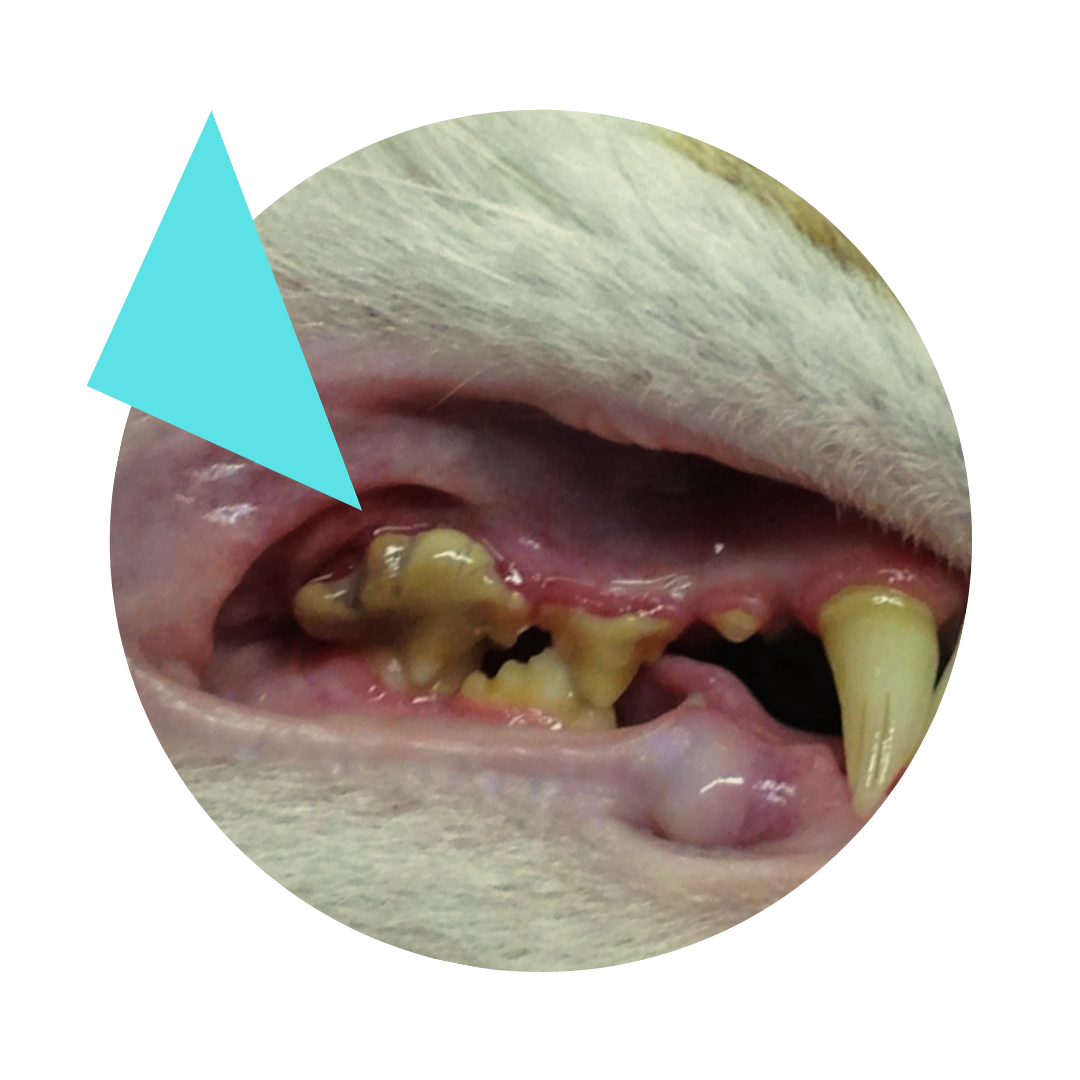 Gebitscontrole bij je kat de tanden er mag geen tandsteen aanwezig zijn