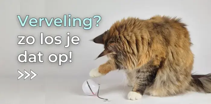 Slaat de verveling toe bij je kat, zo los je dat op