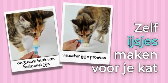 Tips & Tricks om ijsjes te maken voor je kat