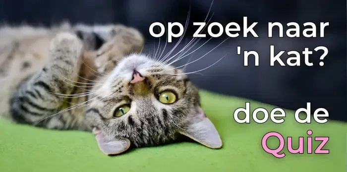 Doe de quiz - een kat is dat wat?