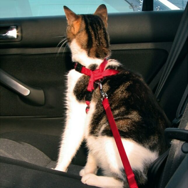 Auto-harnas-5@catsandthings.nl_ Auto-harnas-5@catsandthings.nl_