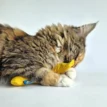 BAM Catnip Banana met Tara - Maine Coon