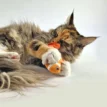 BAM Catnip Clownfish met Tara - Maine Coon