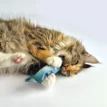 BAM Catnip Fish met Tara - Maine Coon