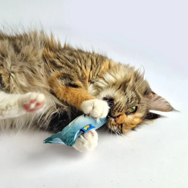 BAM Catnip Fish met Tara - Maine Coon BAM Catnip Fish met Tara - Maine Coon