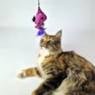 BAM Catnip Magic Wand Bird met Tara - Maine Coon